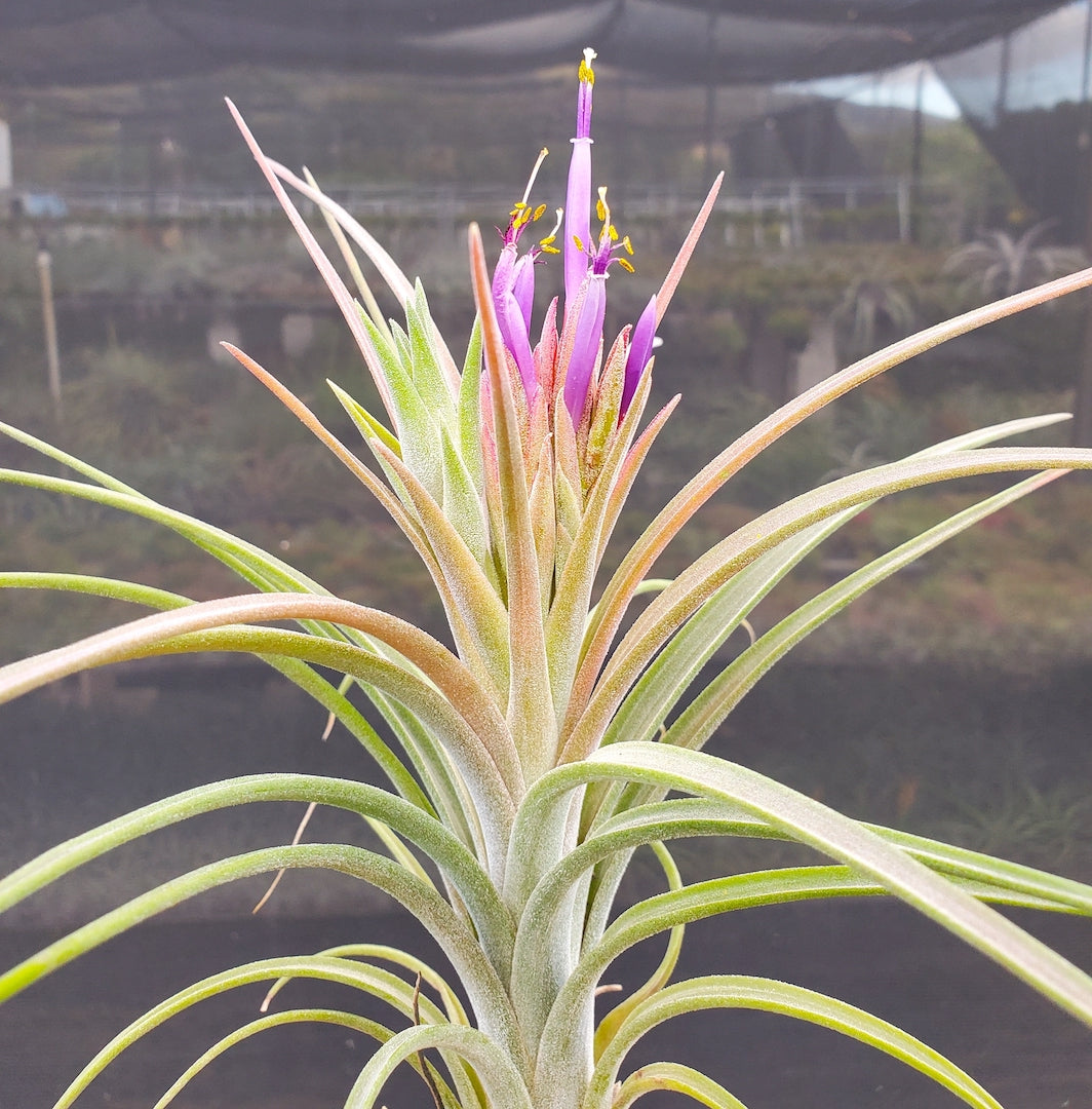 Tillandsia Hawaiian Vacation. (ionantha mexico x intermedia)