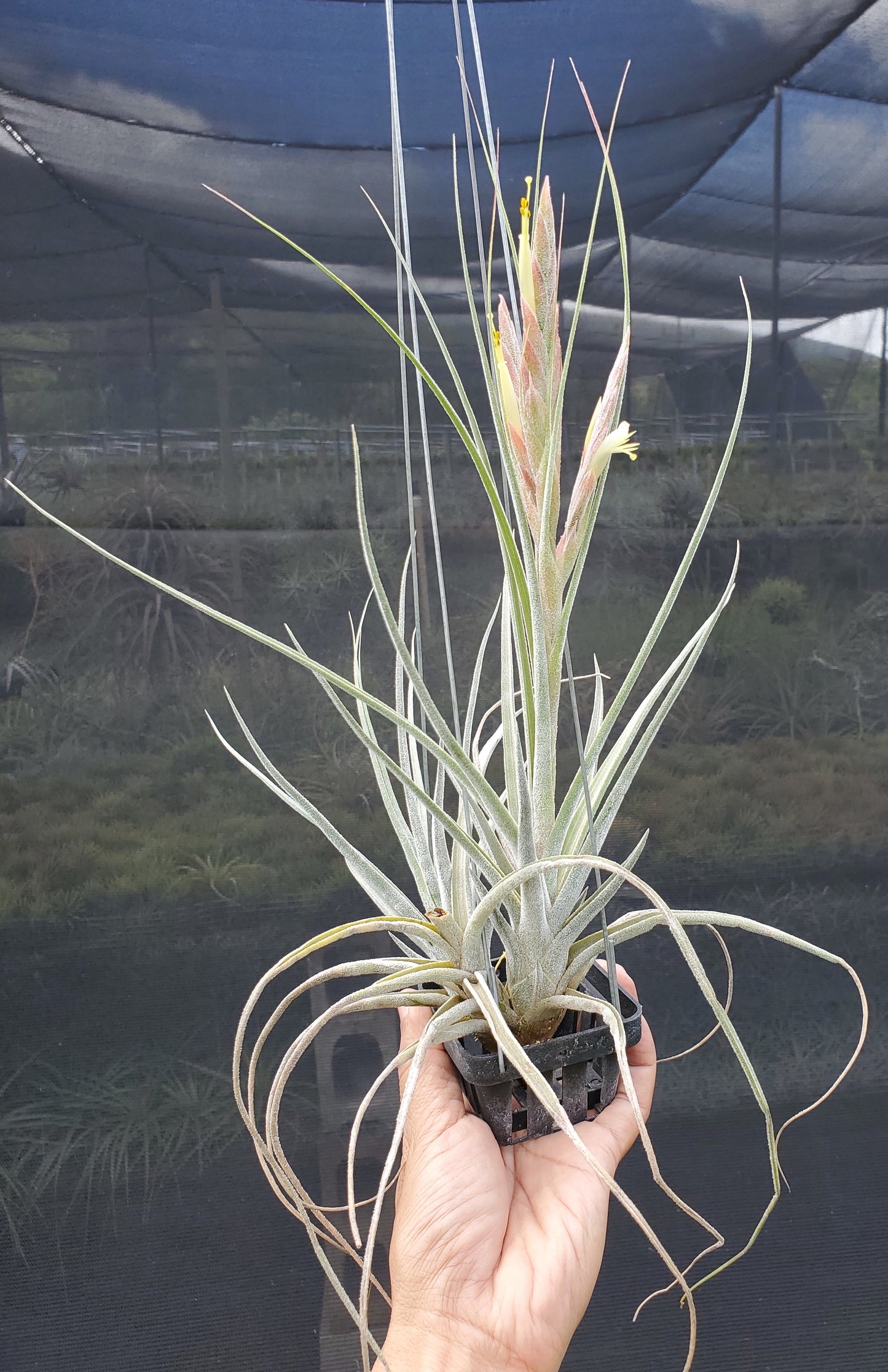 Tillandsia seleriana x schiedeana