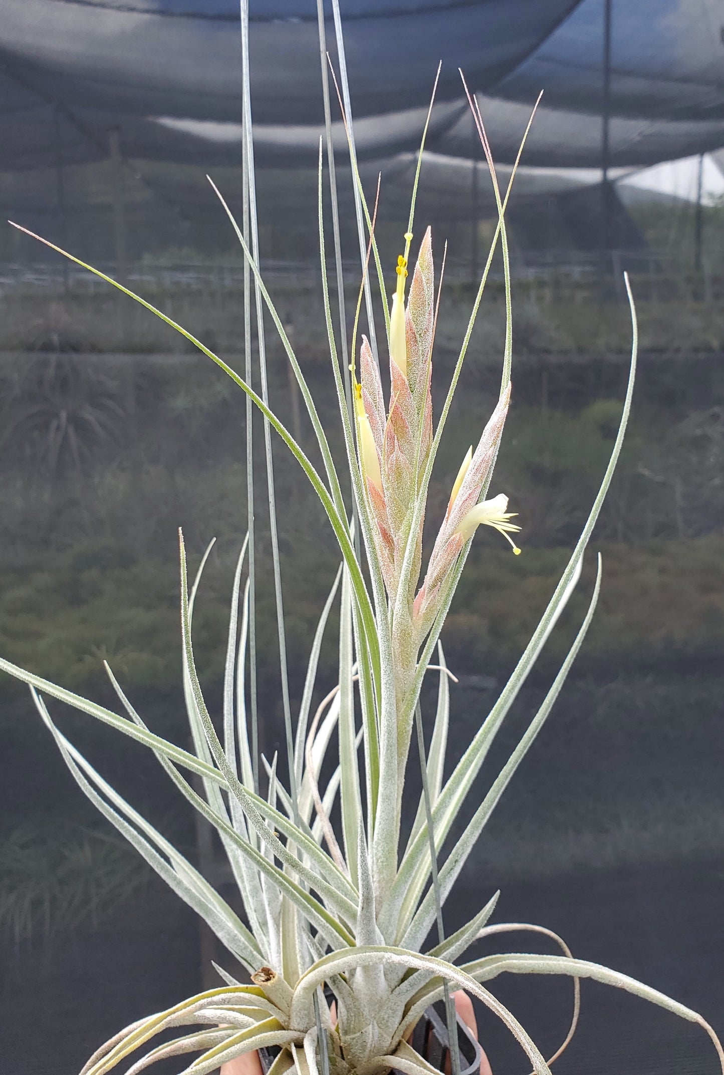 Tillandsia seleriana x schiedeana