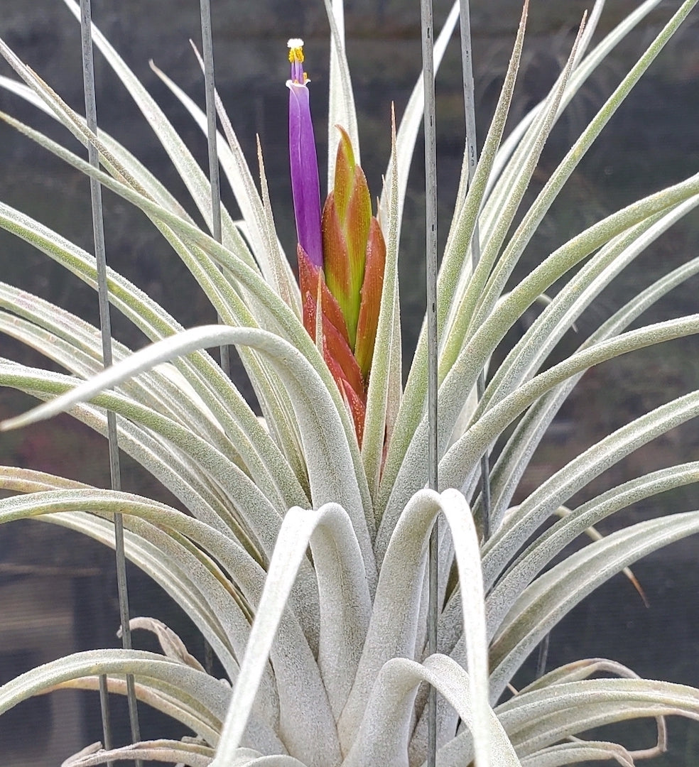 Tillandsia Hawaiian Hurricane. (Ionantha Zebrina x fasciculata v. hondurensis)