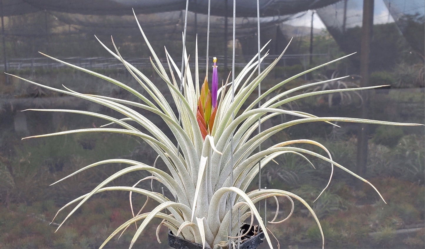 Tillandsia Hawaiian Hurricane. (Ionantha Zebrina x fasciculata v. hondurensis)