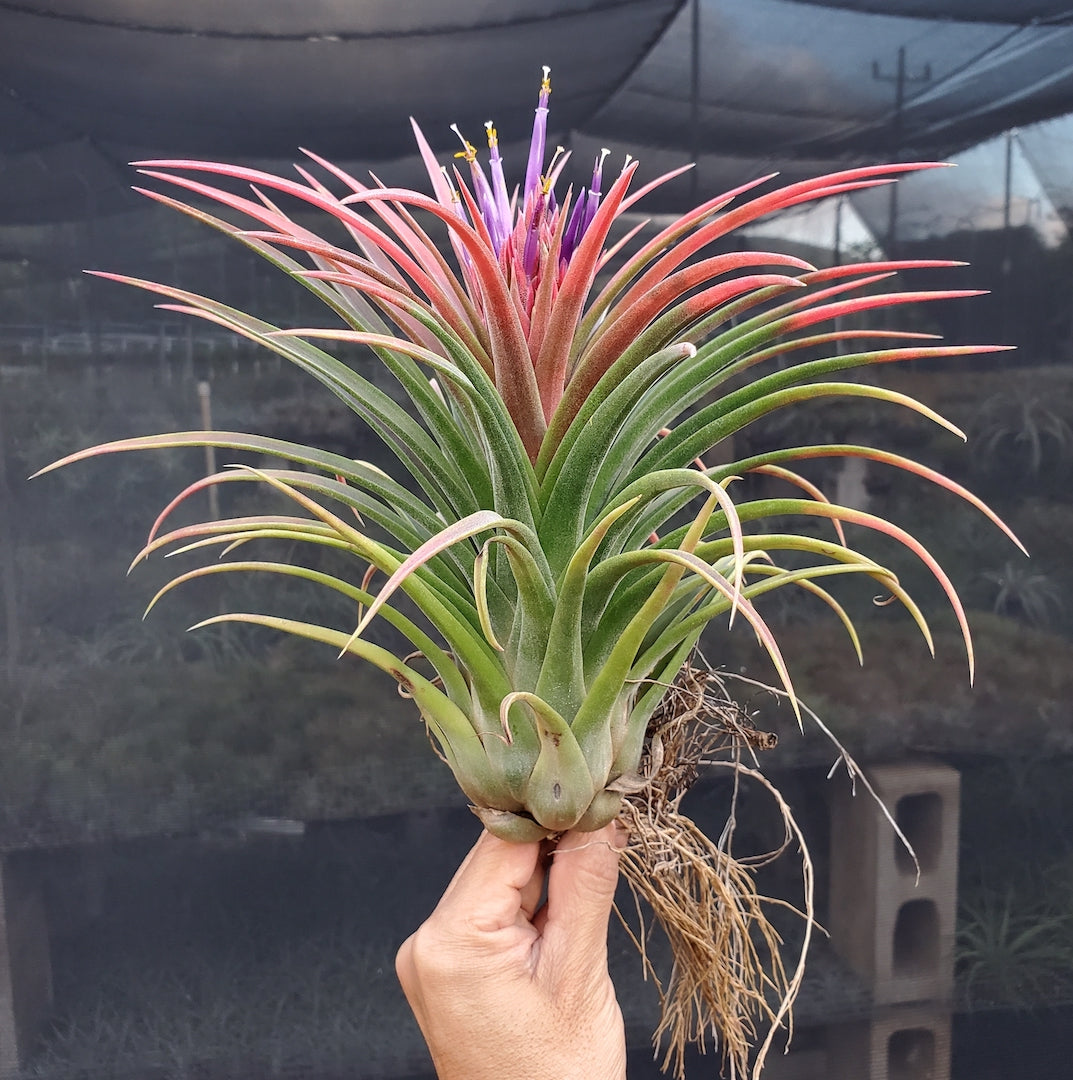 Tillandsia Hawaiian Paradise. (ionantha mexico x streptophylla)