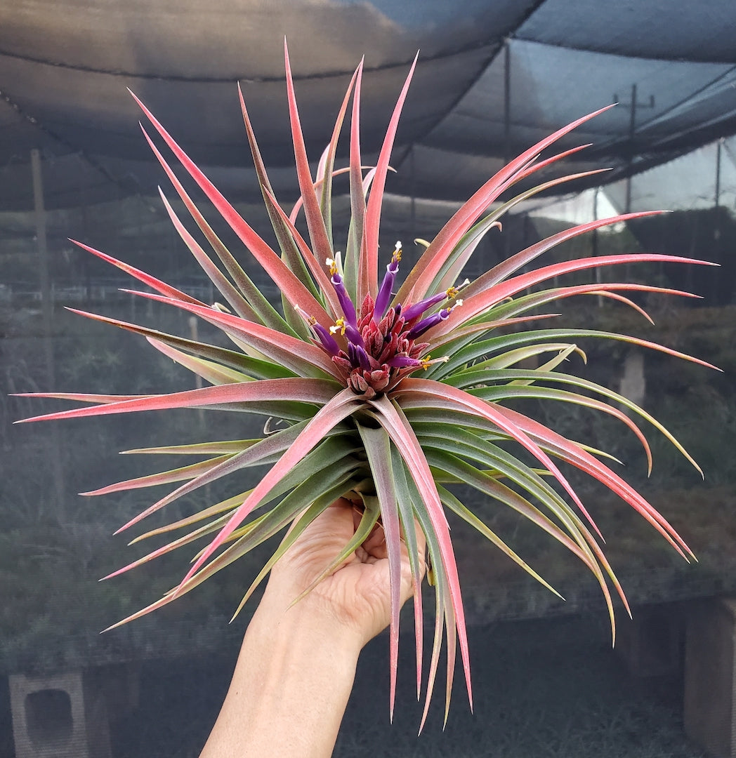 Tillandsia Hawaiian Paradise. (ionantha mexico x streptophylla)