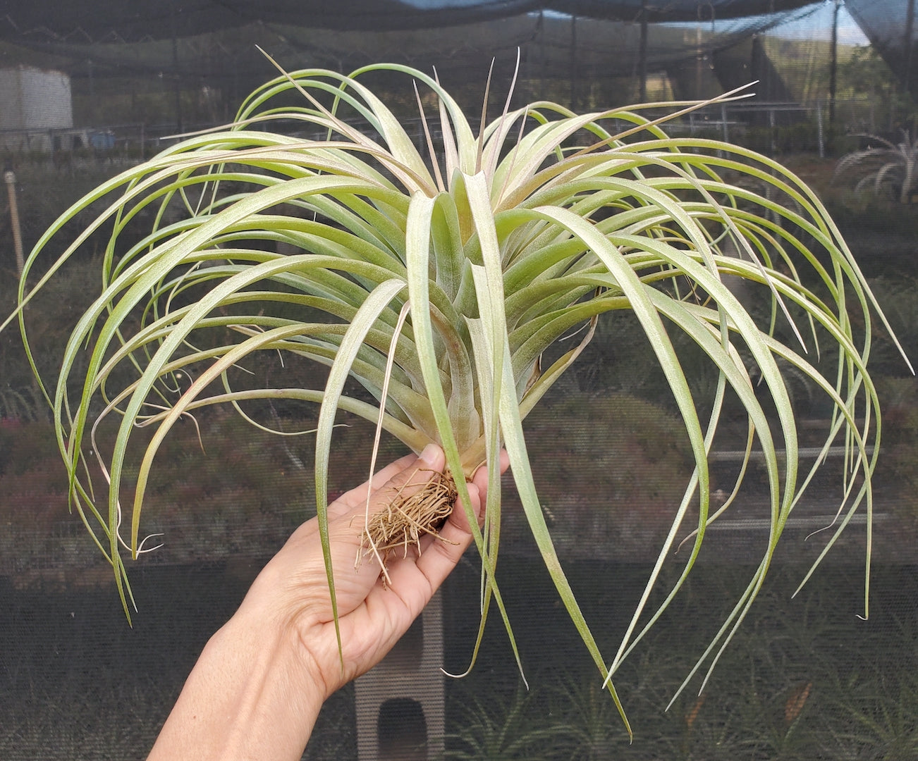 Tillandsia Hawaiian Sunrise. (xerographica x brachycaulos) x brachycaulos