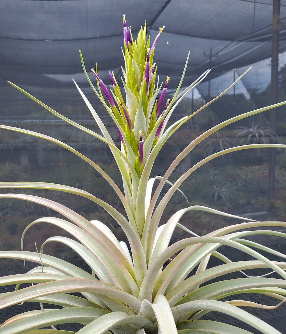 Tillandsia Hawaiian Mardi Gras.  (concolor x capitata orange)