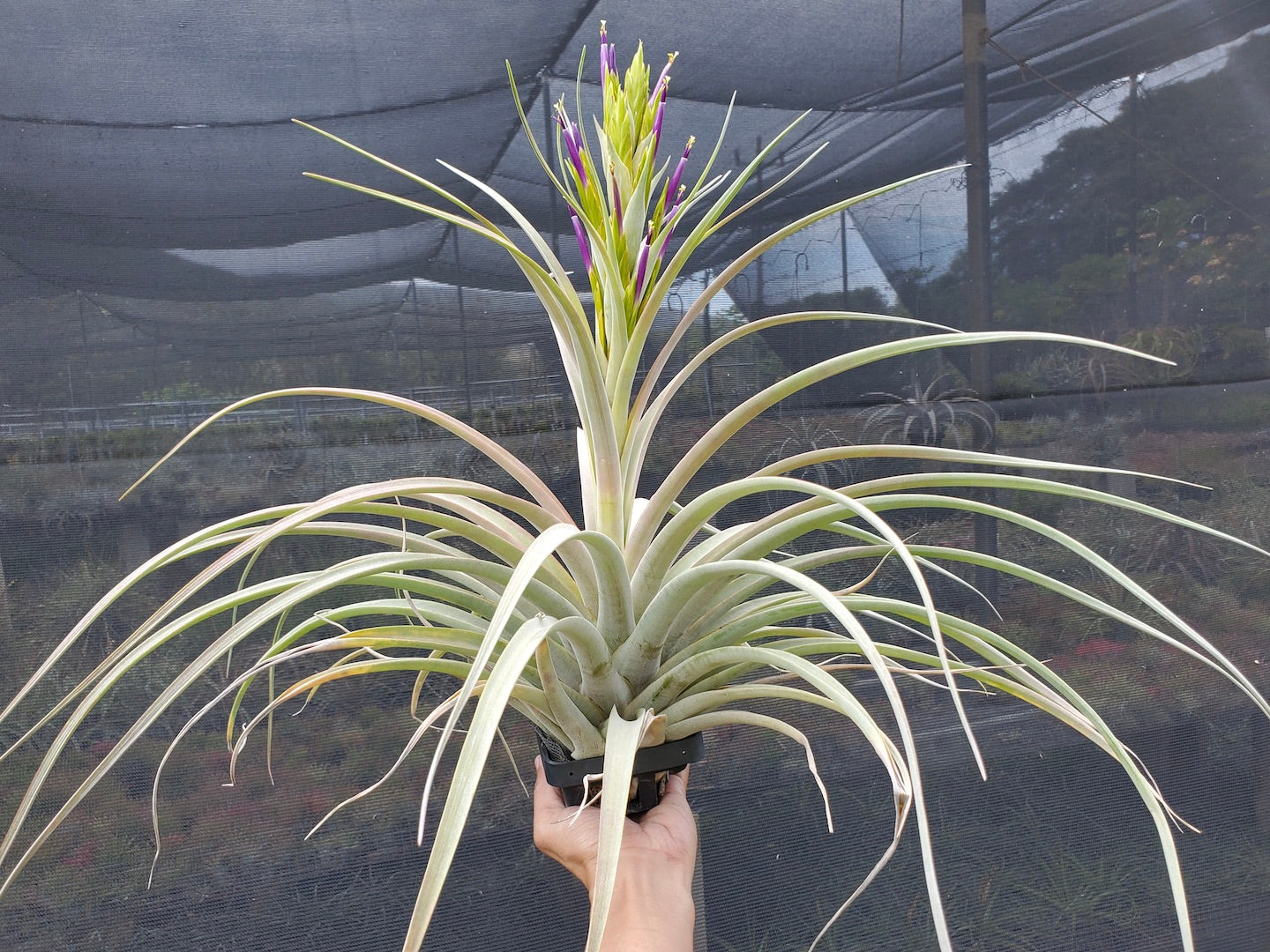 Tillandsia Hawaiian Mardi Gras.  (concolor x capitata orange)