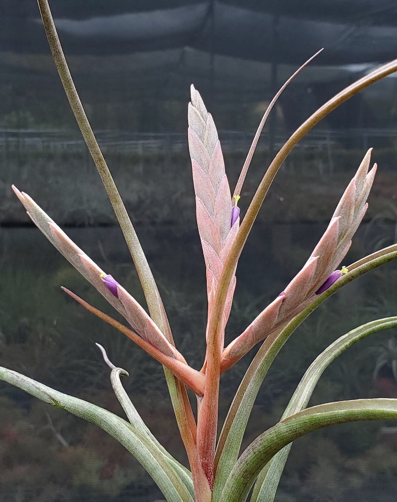 Tillandsia Hawaiian Ripple. (paucifolia x pseudobaileyi)