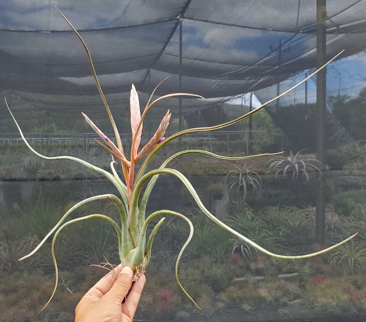 Tillandsia Hawaiian Ripple. (paucifolia x pseudobaileyi)