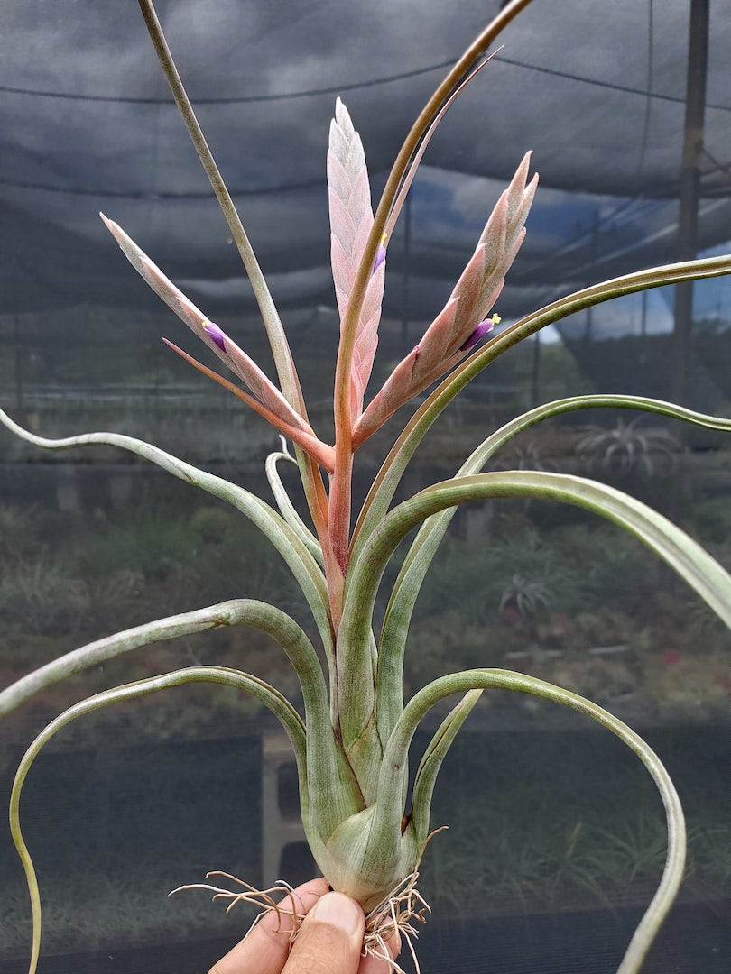 Tillandsia Hawaiian Ripple. (paucifolia x pseudobaileyi)