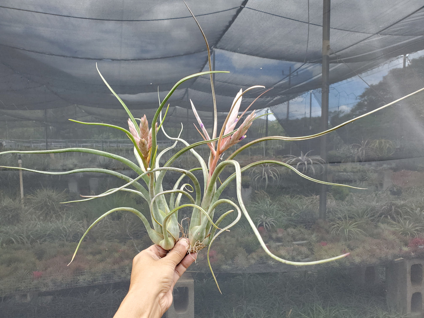 Tillandsia Hawaiian Ripple. (paucifolia x pseudobaileyi)