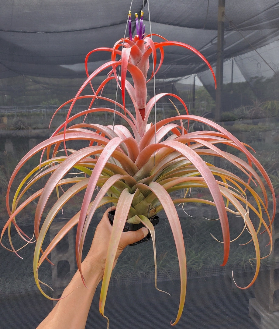 Tillandsia Hawaiian Sun. (capitata Roja x riohondoensis)