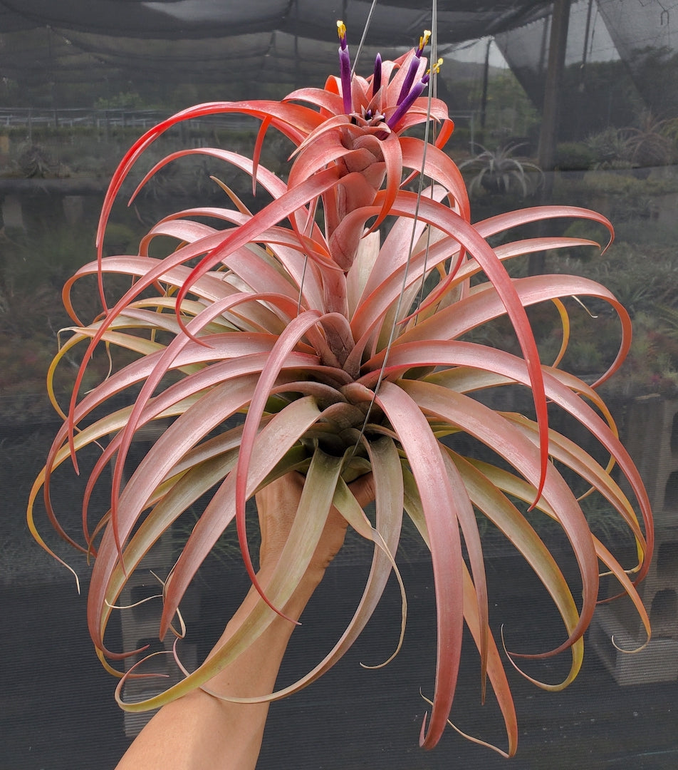 Tillandsia Hawaiian Sun. (capitata Roja x riohondoensis)