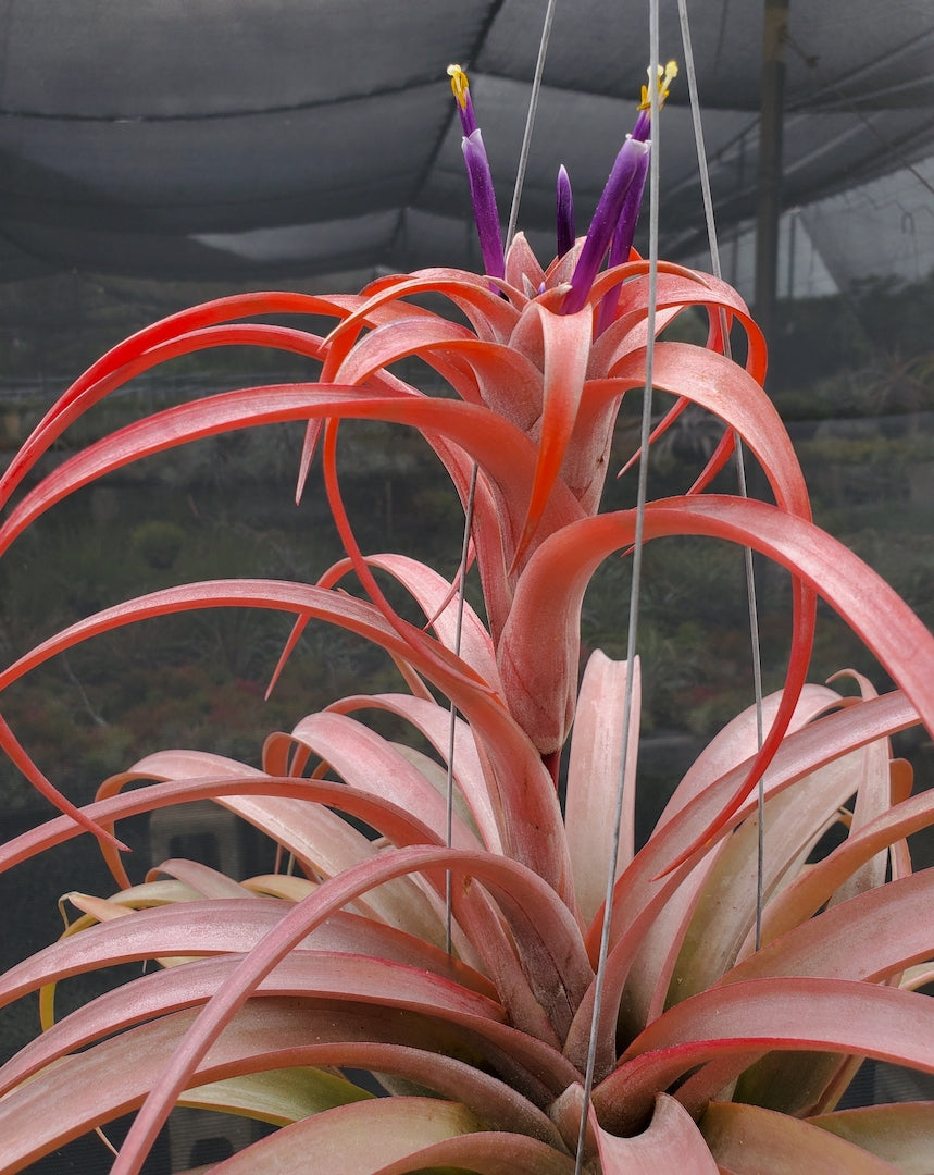 Tillandsia Hawaiian Sun. (capitata Roja x riohondoensis)