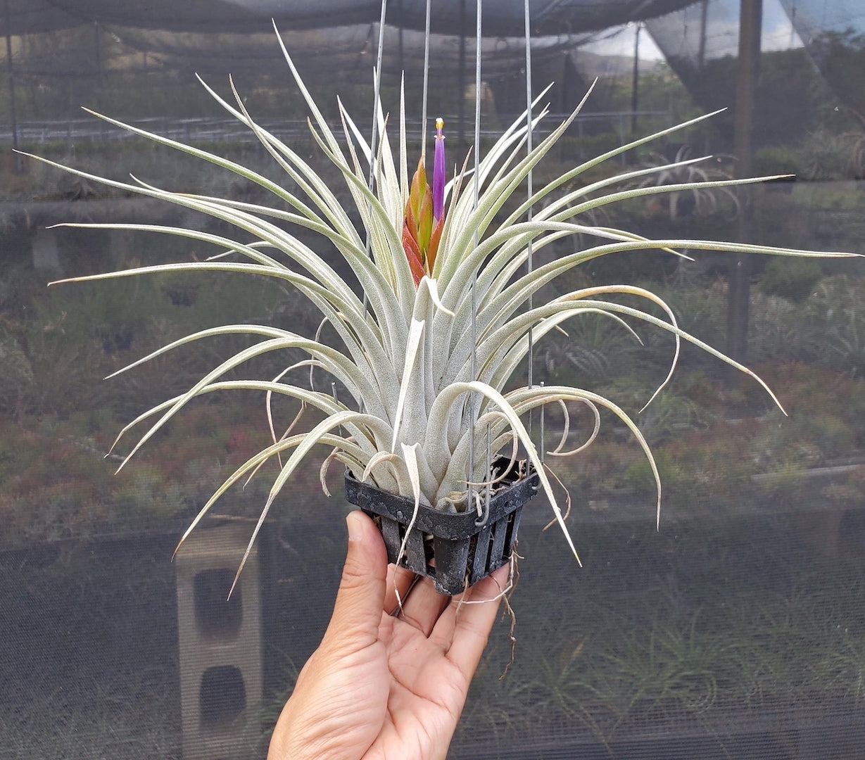 Tillandsia Hawaiian Hurricane. (Ionantha Zebrina x fasciculata v. hondurensis)