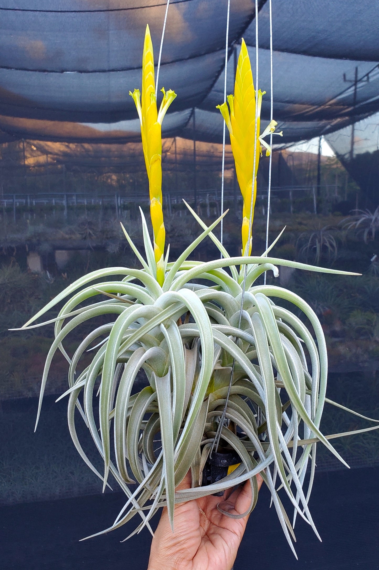 Tillandsia lotteae