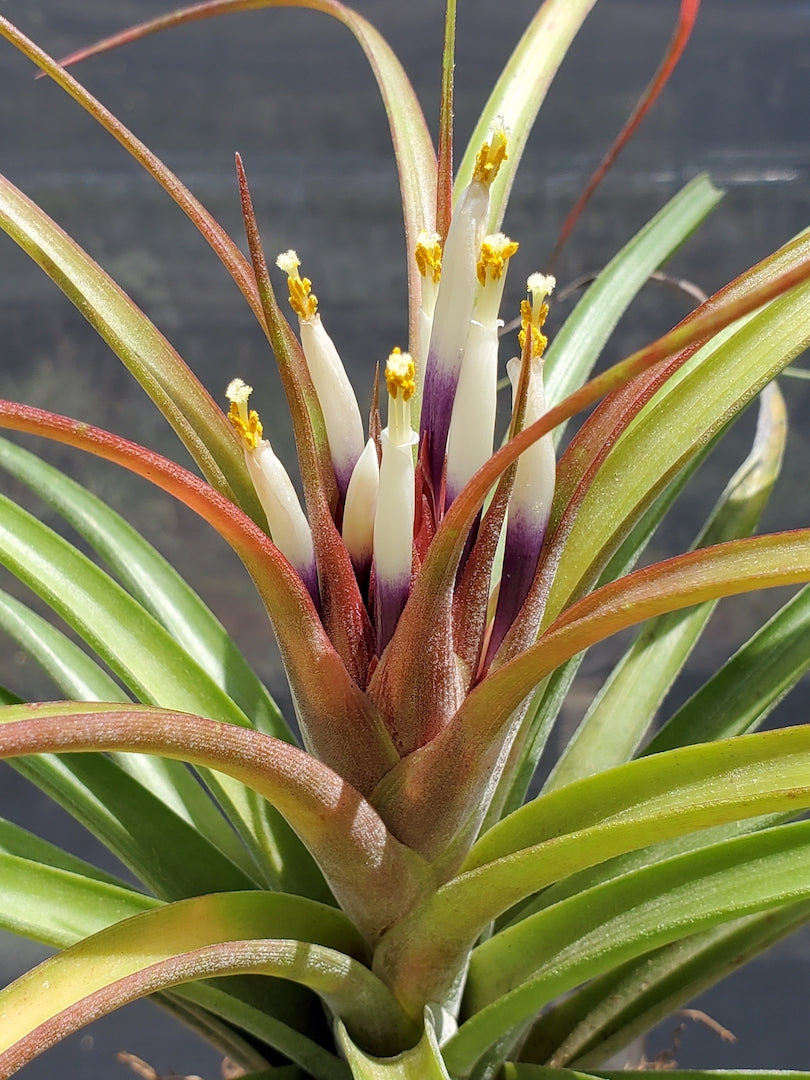 Tillandsia Hawaiian Rainbow. (Rectifolia x capitata Roja)