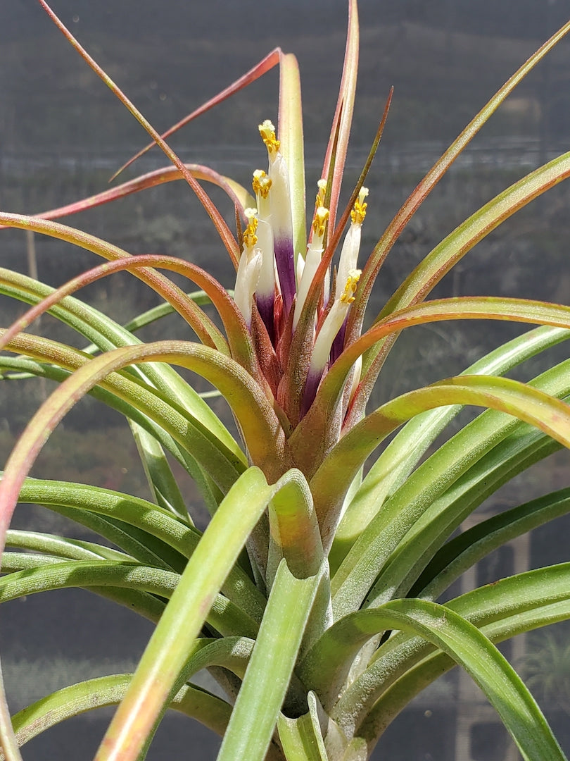 Tillandsia Hawaiian Rainbow. (Rectifolia x capitata Roja)