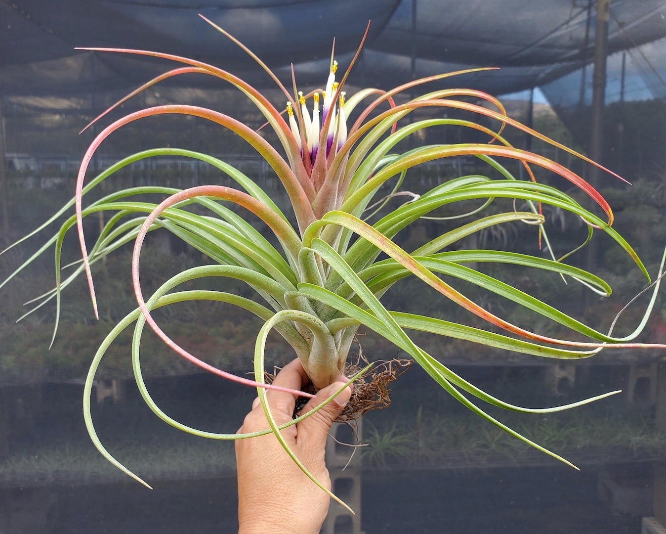 Tillandsia Hawaiian Rainbow. (Rectifolia x capitata Roja)