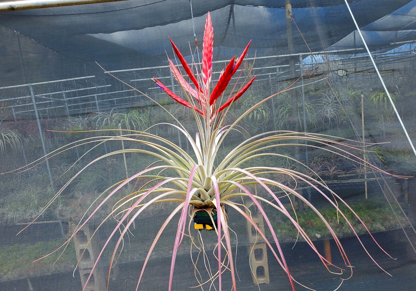 Tillandsia fasciculata red inflorescence