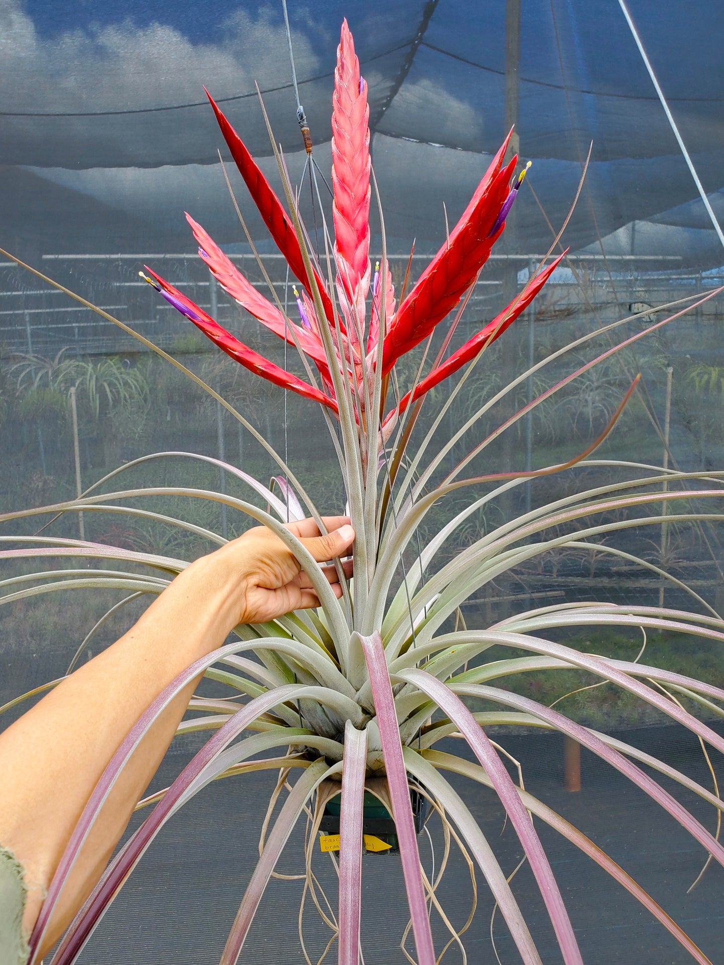 Tillandsia fasciculata red inflorescence