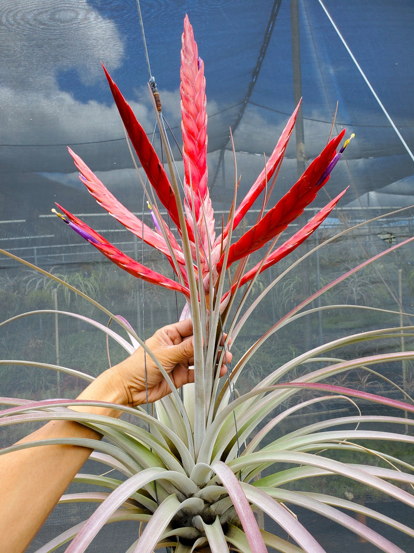 Tillandsia fasciculata red inflorescence