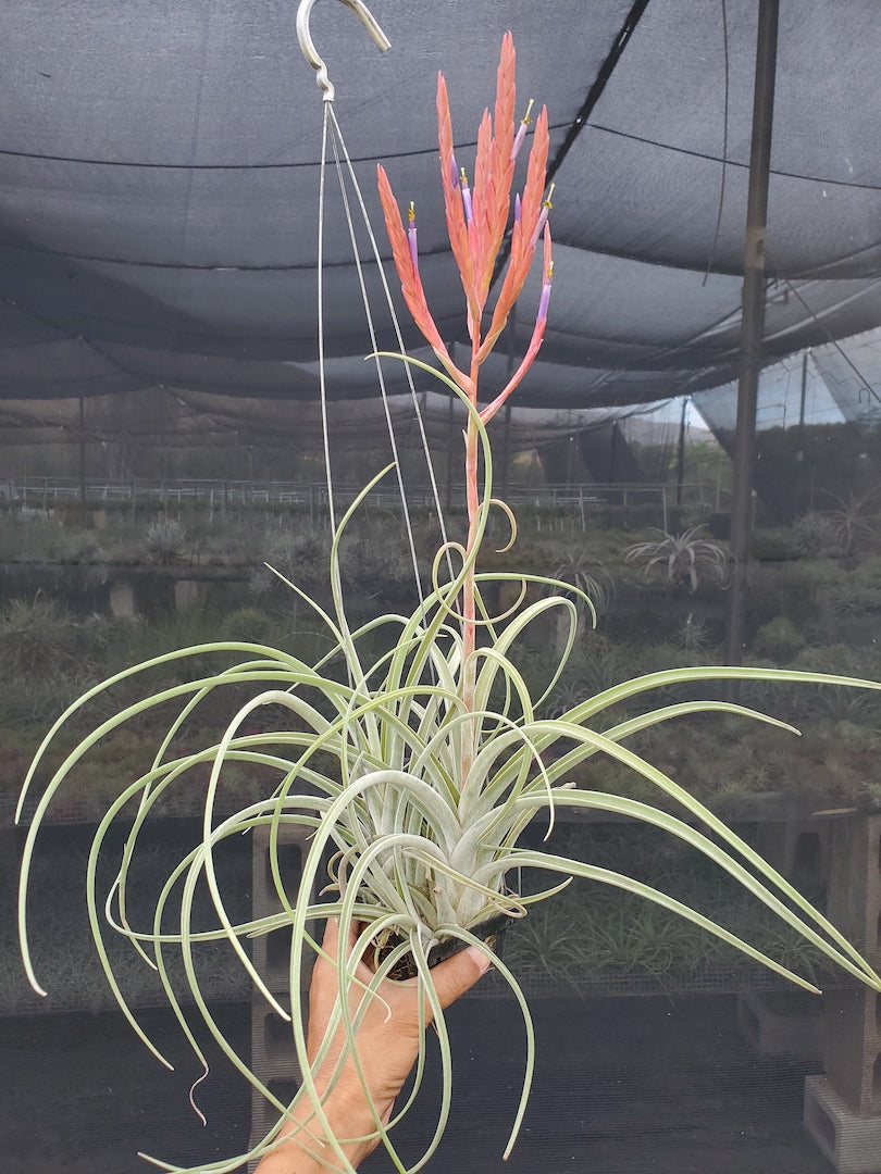 Tillandsia Hawaiian Medusa. (exserta small form x caput-medusae)