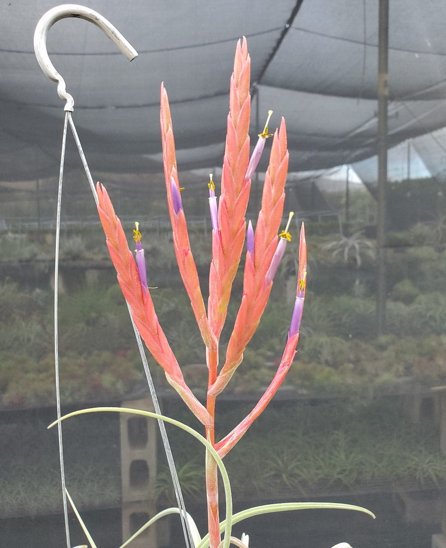 Tillandsia Hawaiian Medusa. (exserta small form x caput-medusae)