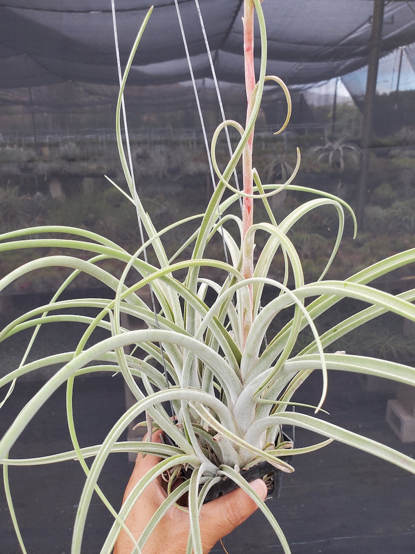 Tillandsia Hawaiian Medusa. (exserta small form x caput-medusae)