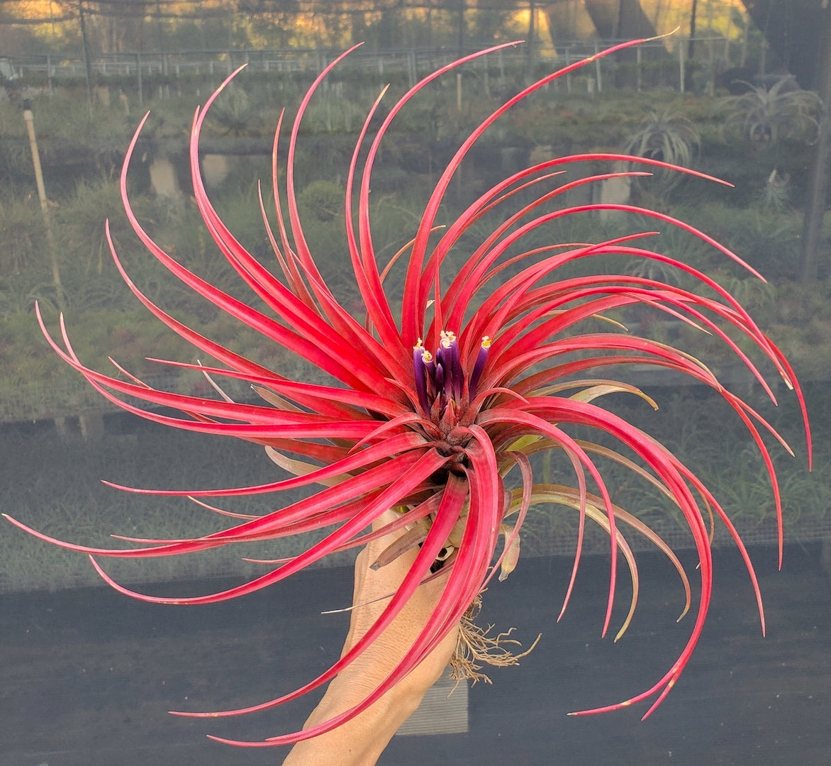 Tillandsia Domingo's Ruby. (ionantha guatemala x capitata Roja)