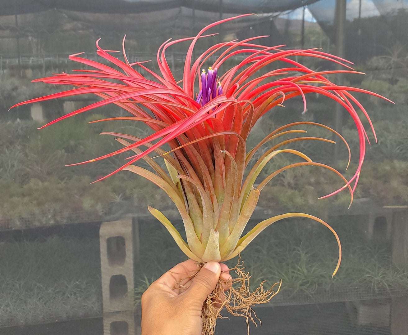 Tillandsia Domingo's Ruby. (ionantha guatemala x capitata Roja)