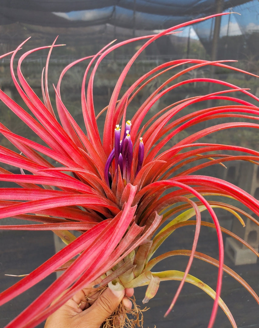 Tillandsia Domingo's Ruby. (ionantha guatemala x capitata Roja)