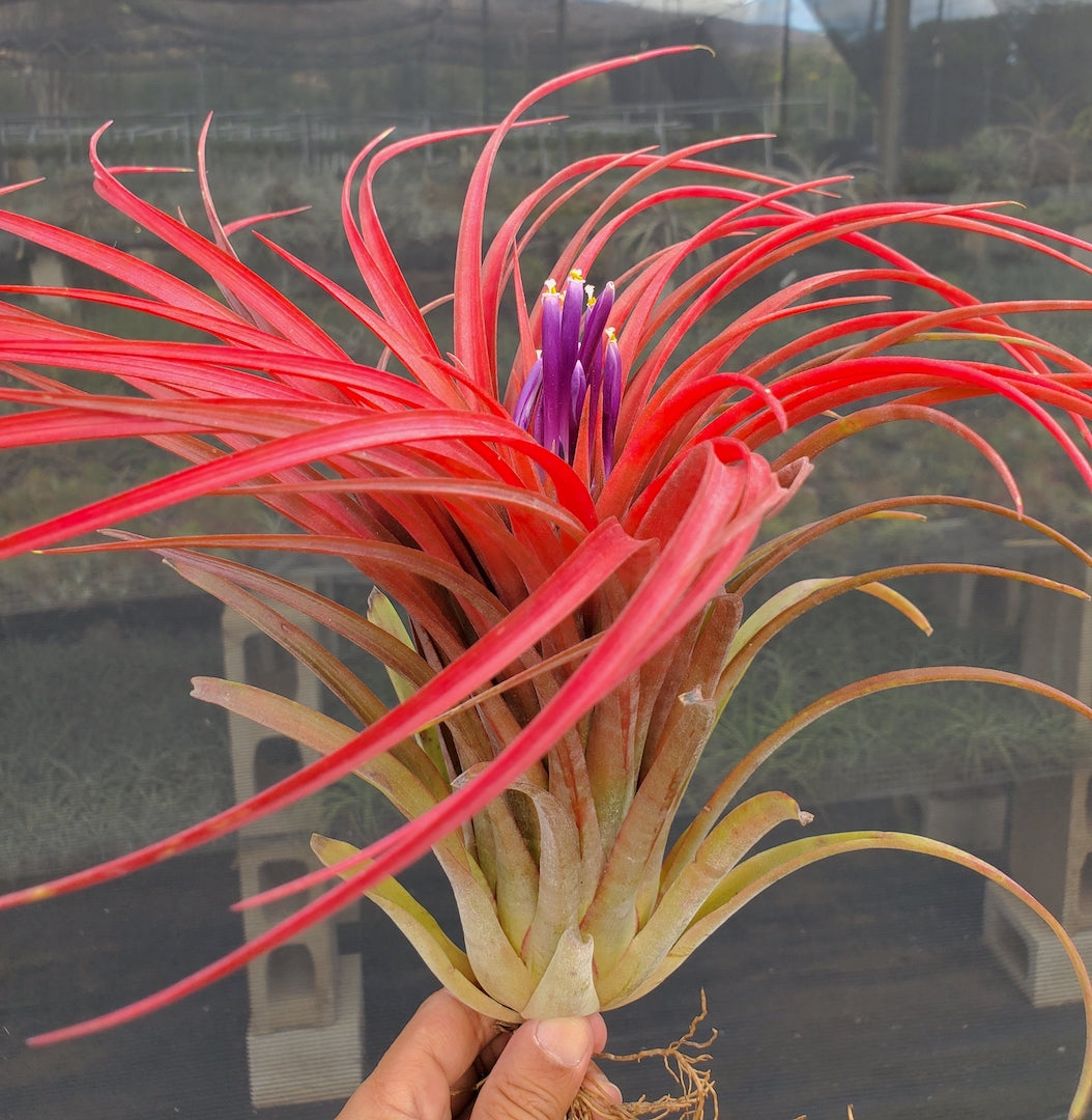 Tillandsia Domingo's Ruby. (ionantha guatemala x capitata Roja)