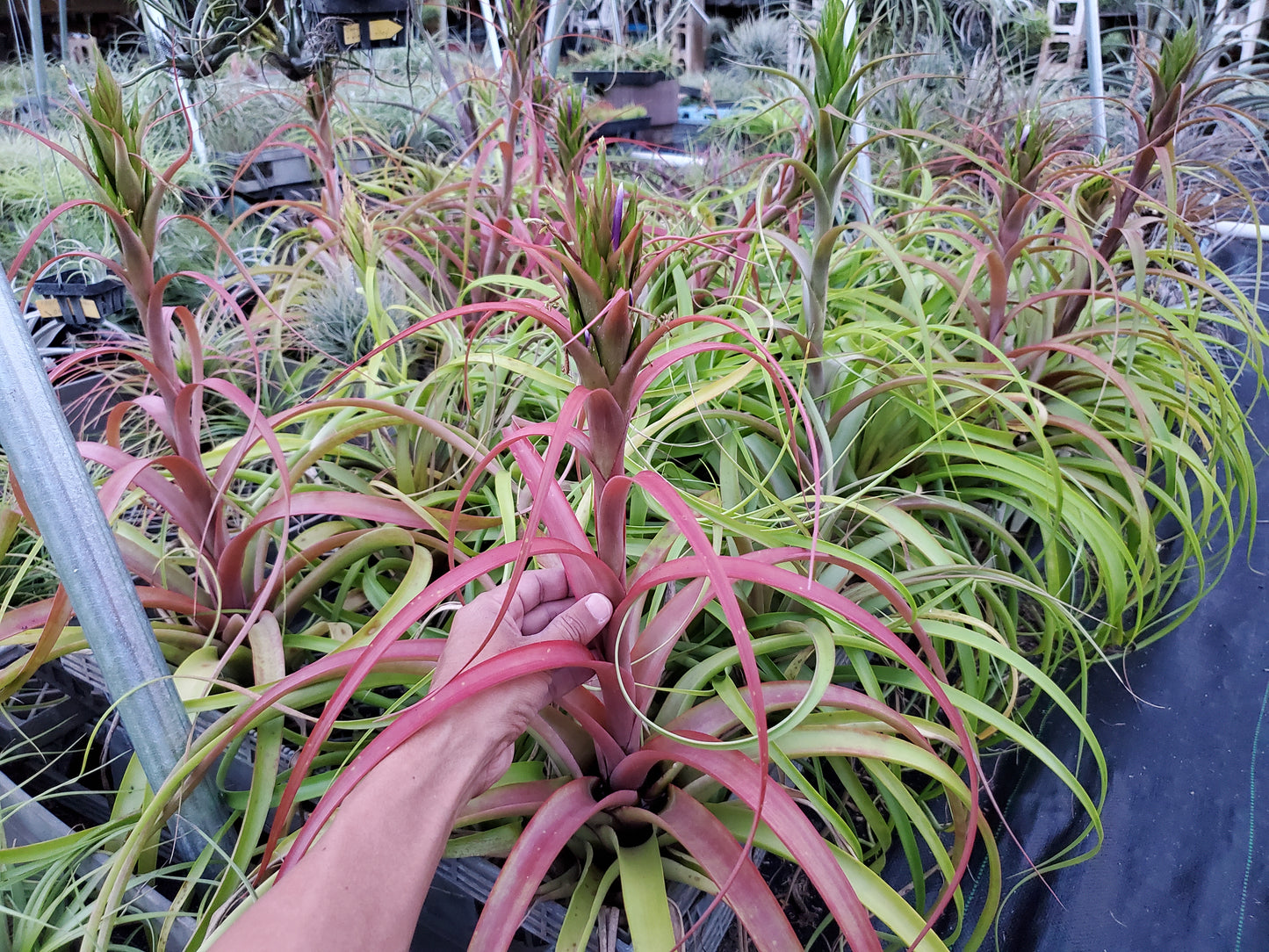 Tillandsia capitata Roja x roland-gosselinii