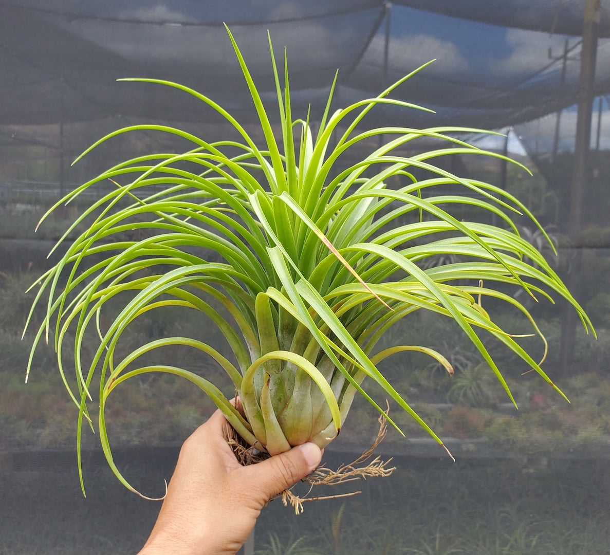 Tillandsia Domingo's Ruby. (ionantha guatemala x capitata Roja)