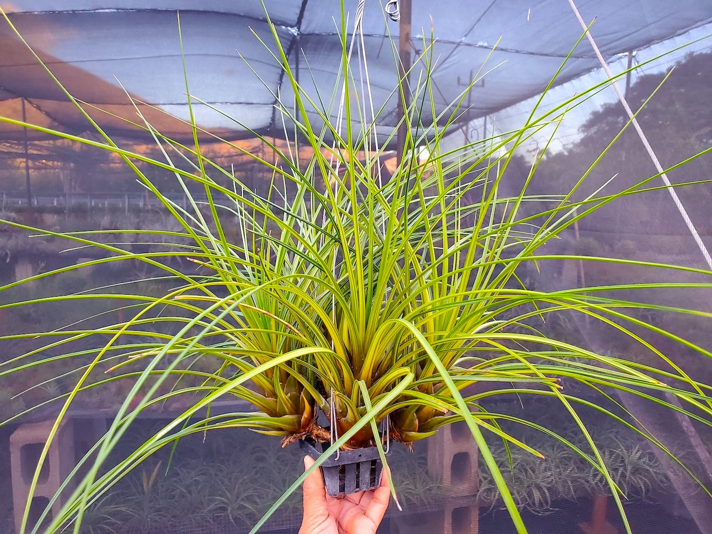 Tillandsia Hawaiian Classic. (tricolor variegated)