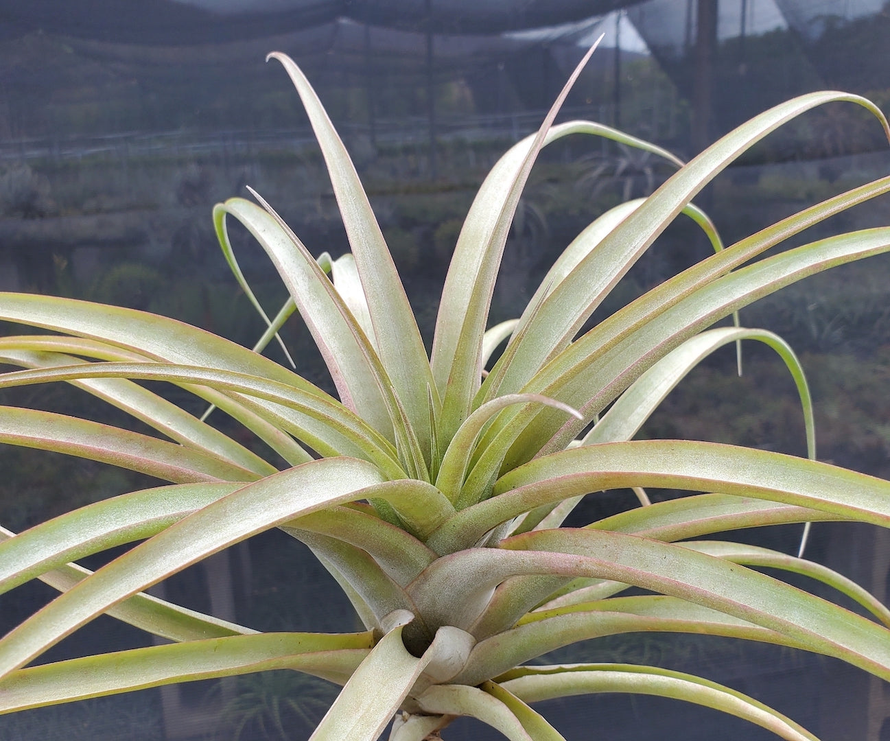 Tillandsia Hawaiian Sun. (capitata Roja x riohondoensis)