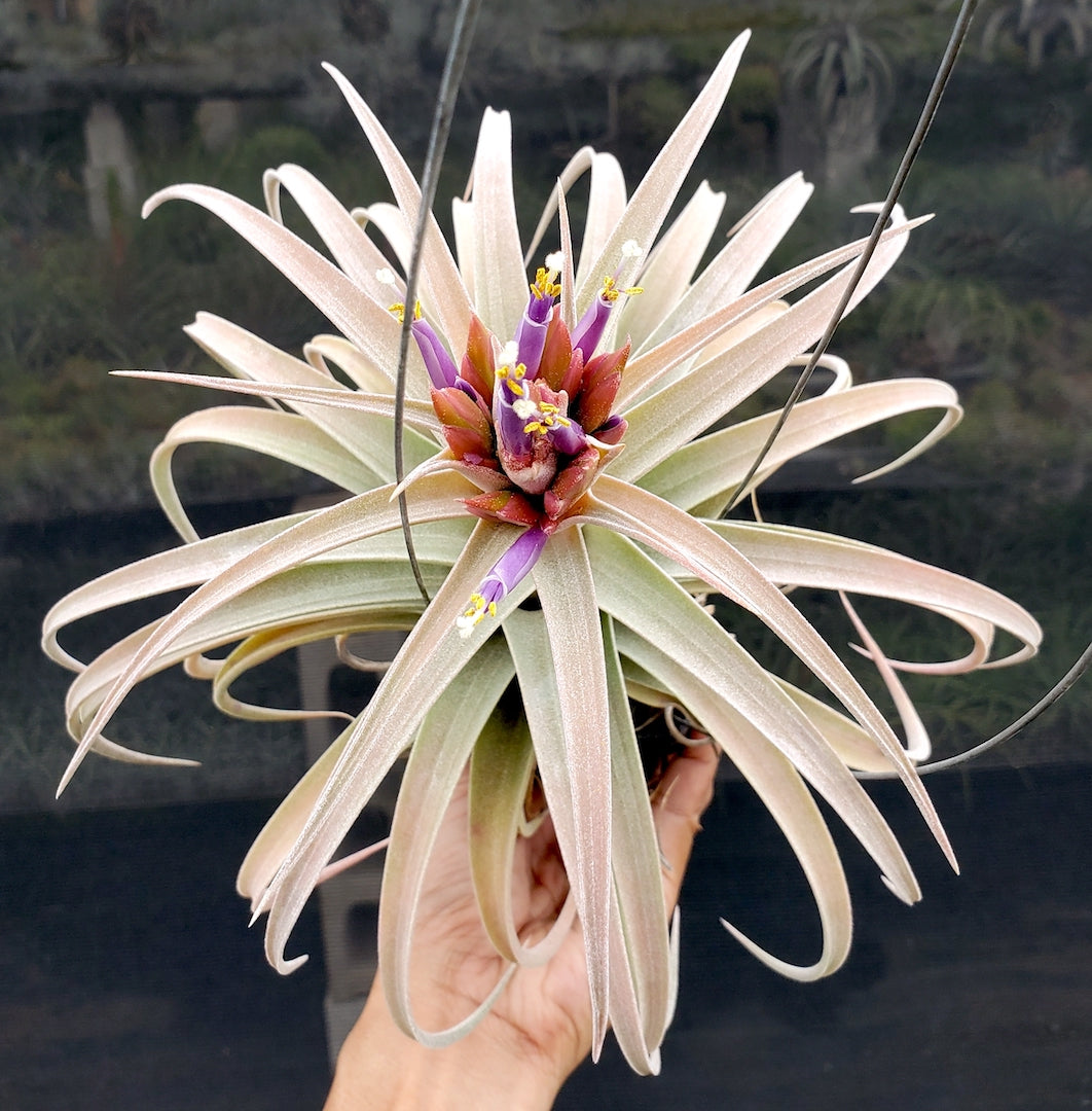 Tillandsia Hawaiian Flurry. (ionantha vanhyningii x ehlersiana)