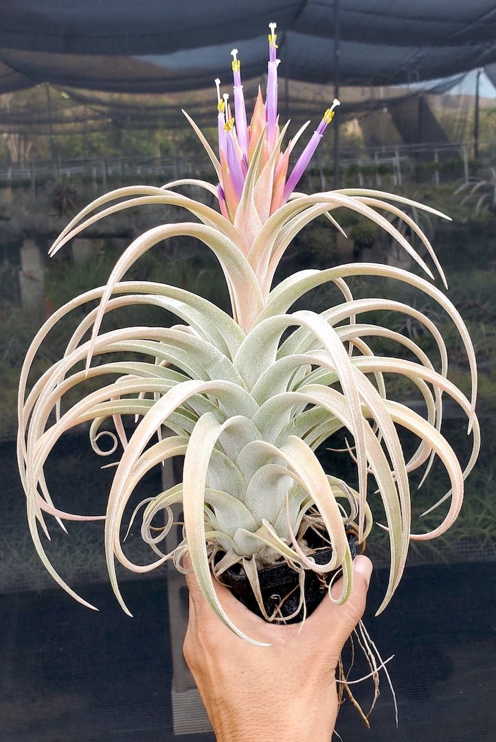 Tillandsia Hawaiian Flurry. (ionantha vanhyningii x ehlersiana)