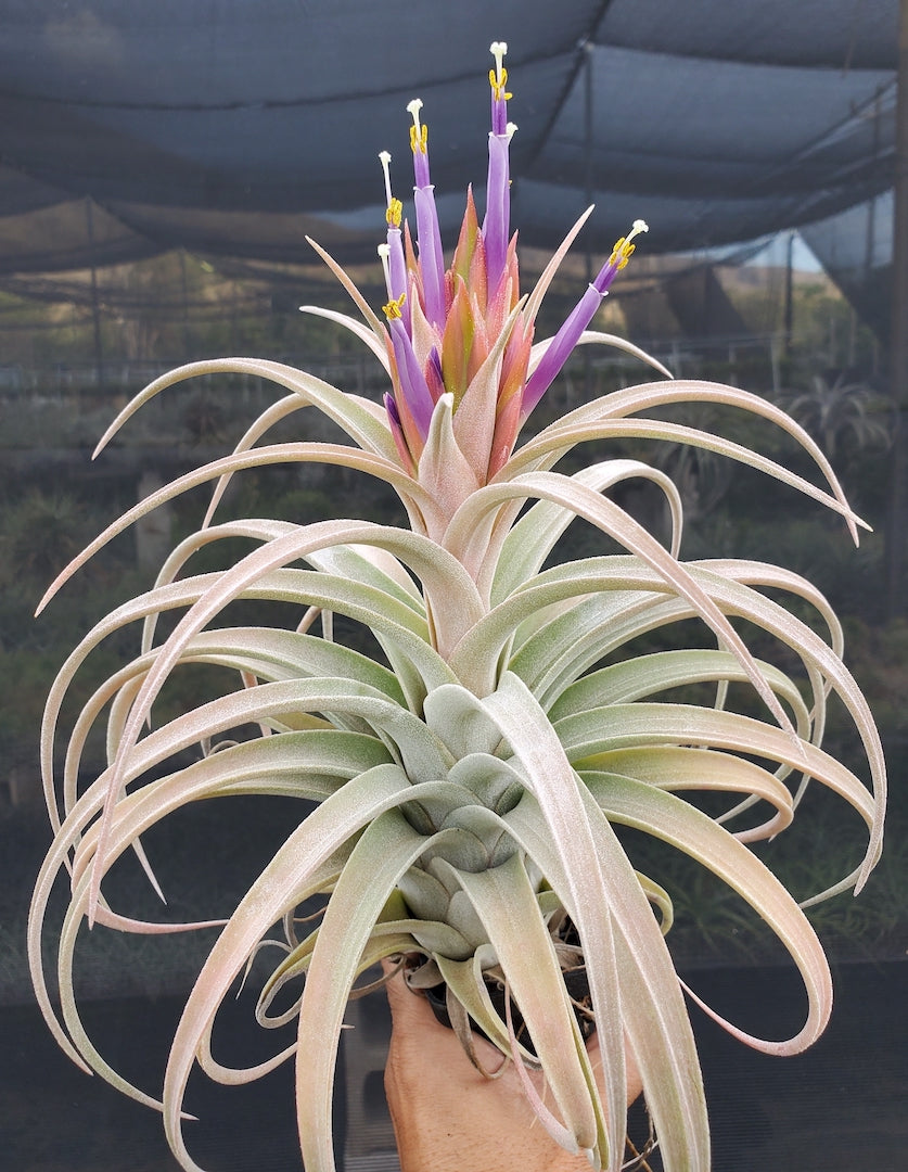 Tillandsia Hawaiian Flurry. (ionantha vanhyningii x ehlersiana)