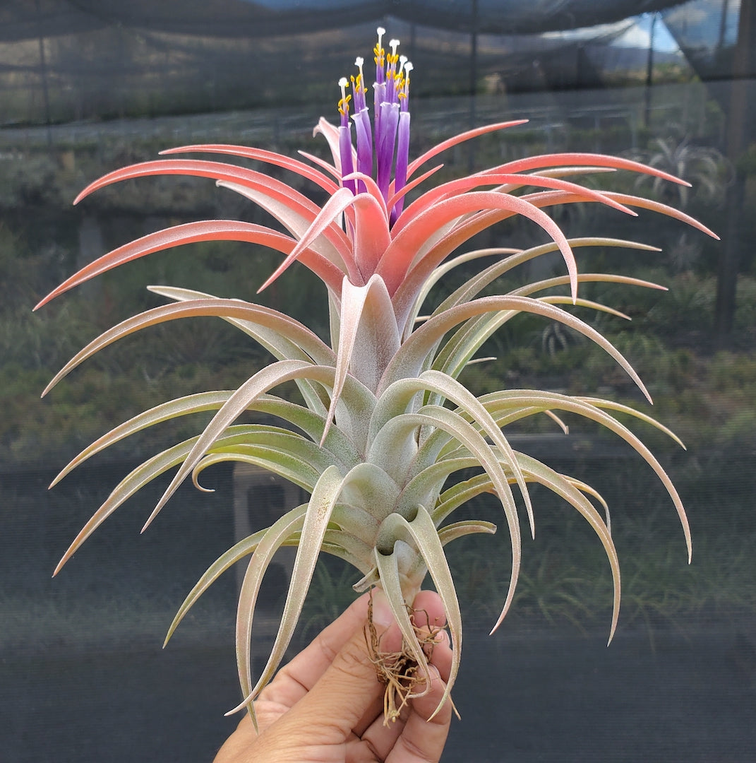 Tillandsia Domingo's Plush. (ionantha vanhyningii x Riohondoensis)