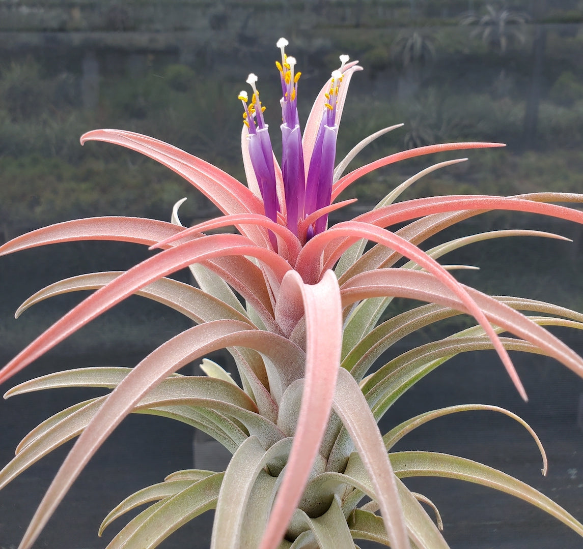 Tillandsia Domingo's Plush. (ionantha vanhyningii x Riohondoensis)