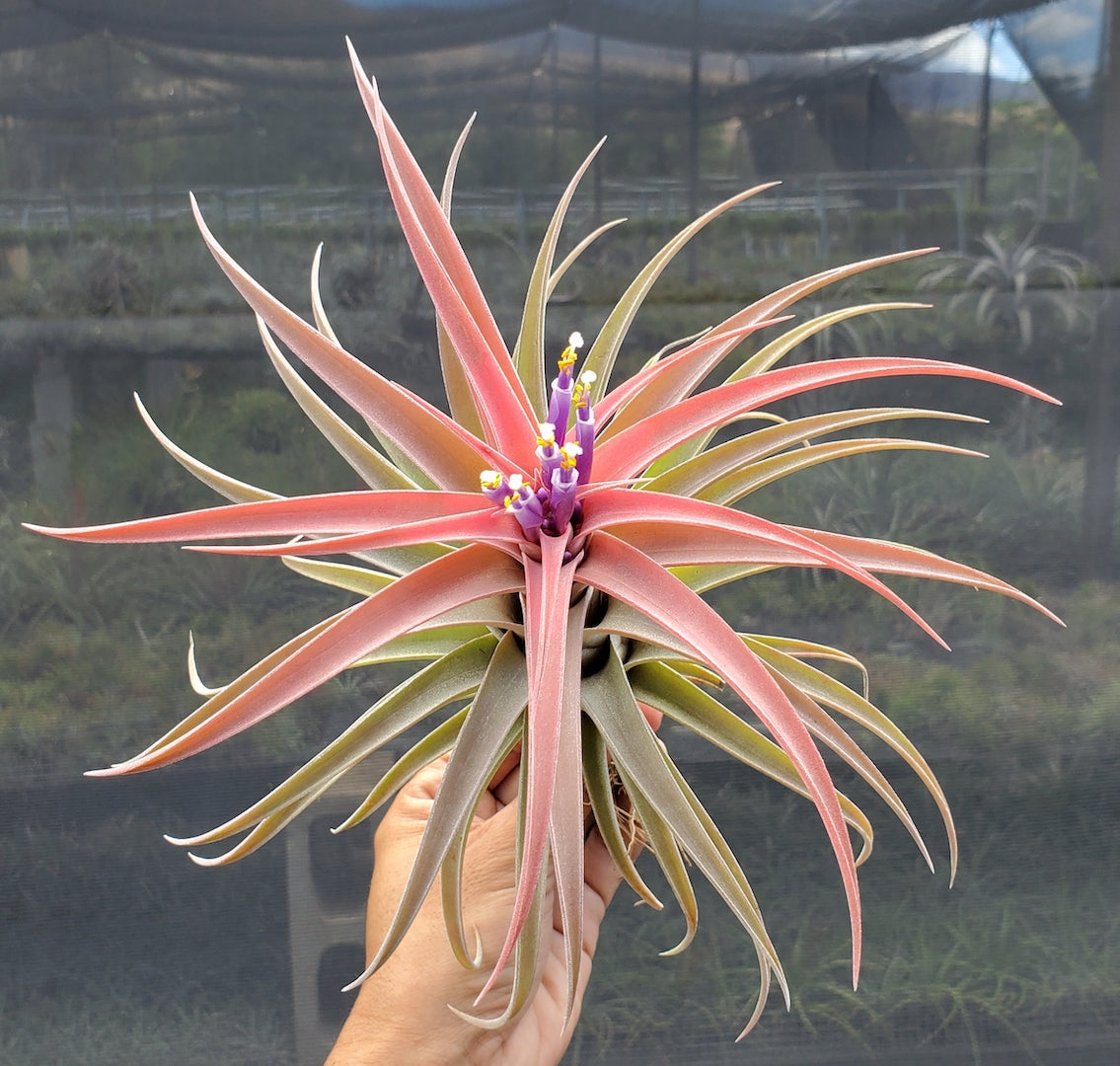 Tillandsia Domingo's Plush. (ionantha vanhyningii x Riohondoensis)