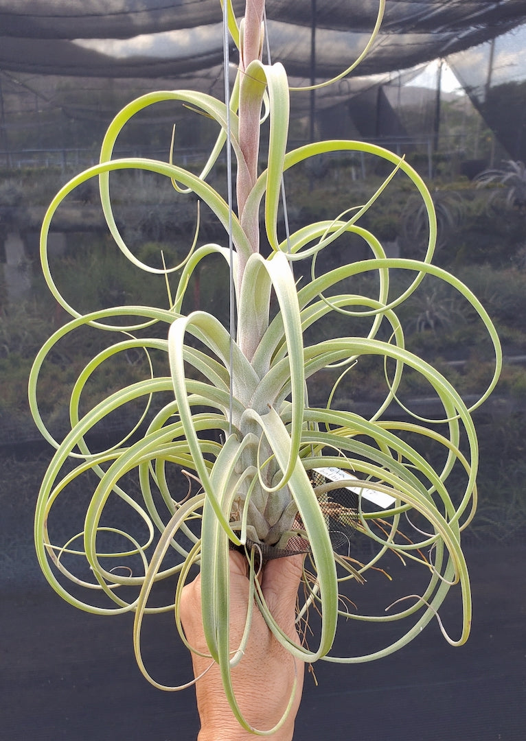 Tillandsia Hawaiian Elegance. (Aleta x balbisiana)