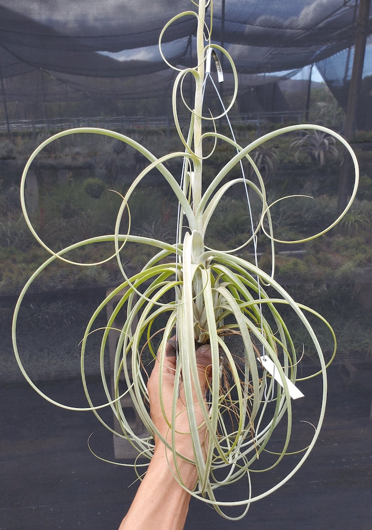 cascading air plants Tillandsia Hawaiian Cascade. (exserta small form x balbisiana) – Tillandsia In Hawaii