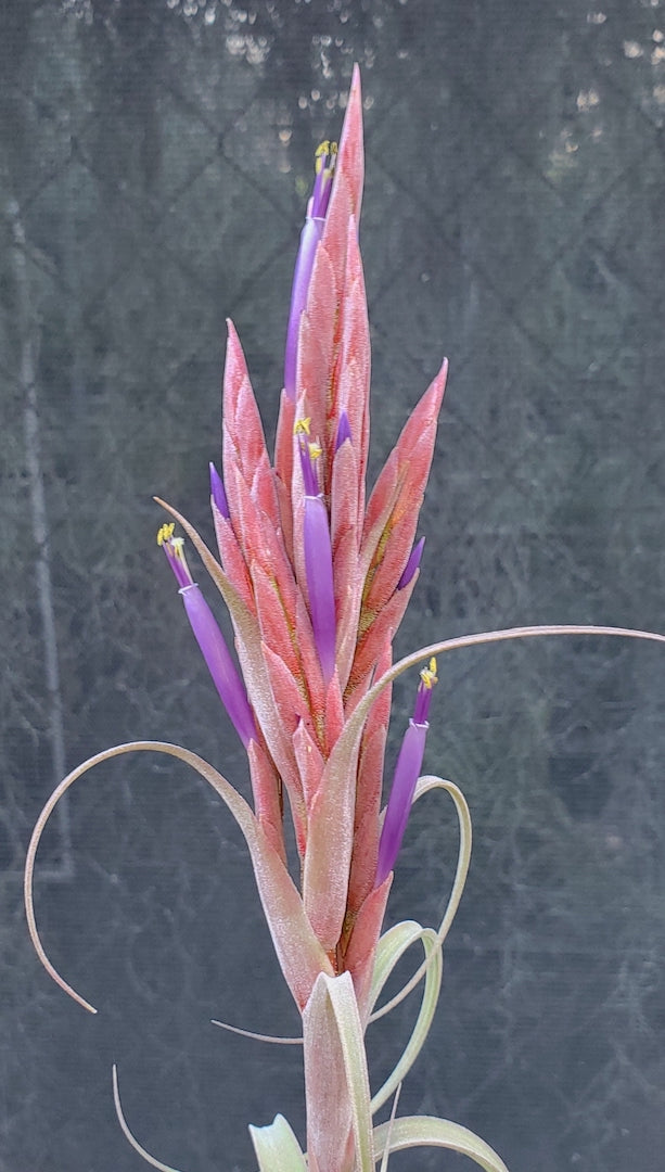 Tillandsia Hawaiian Elegance. (Aleta x balbisiana)