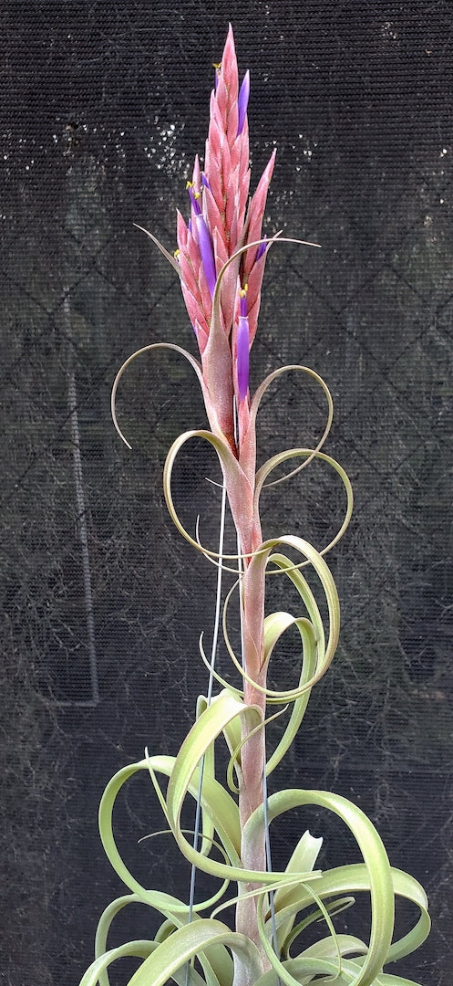 Tillandsia Hawaiian Elegance. (Aleta x balbisiana)