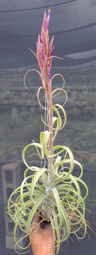 Tillandsia Hawaiian Elegance. (Aleta x balbisiana)