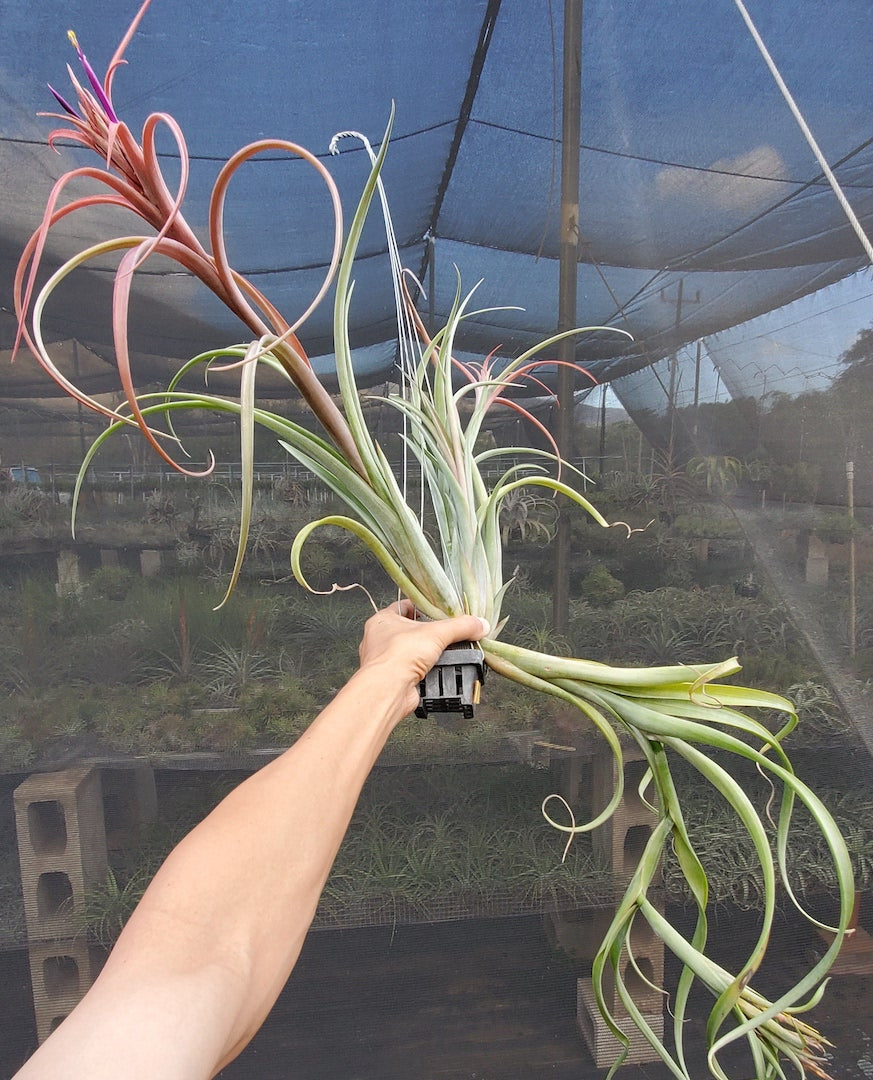 Tillandsia Hawaiian Winds. (intermedia x capitata Roja)