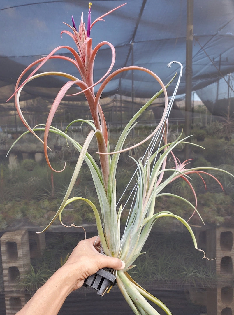 Tillandsia Hawaiian Winds. (intermedia x capitata Roja)