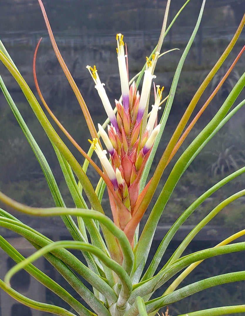 Tillandsia Yasuji Takasaki. (Starburst x bulbosa large form)